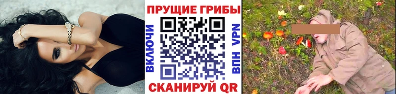 купить   Котельники  Псилоцибиновые грибы Psilocybine cubensis 